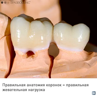 Молочные и коренные зубы у ребёнка: особенности роста и смены –  стоматология ПрезиДЕНТ