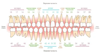 Моя Стоматология� - Как в стоматологии нумеруются зубы ? ❓ Большинство из  нас, сидя в кабинете стоматолога, слышали странные числовые термины,  используемые врачами для обозначения проблемных зубов — «шестерка»,  «восьмерка», «тройка» и