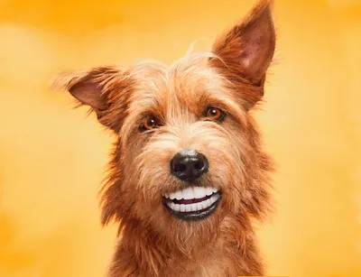 Выпрямляют ли собакам зубы?