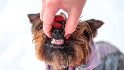 Как Часто Нужно Чистить Зубы Собаке? | Статьи Ветклиники Василёк