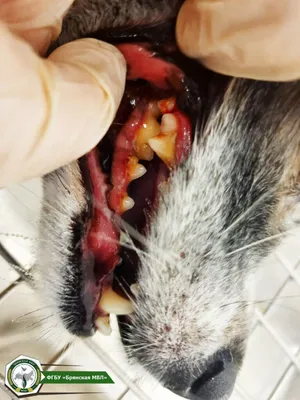 У собаки шатаются зубы, кто удалял зубы под наркозом? | Пикабу