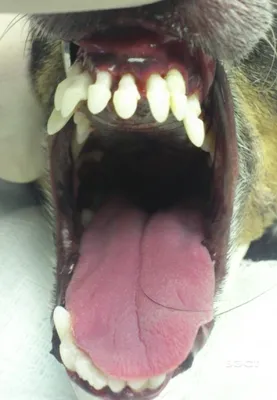 Как правильно ухаживать за зубами собаки | МанкиБлог | Дзен