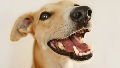 Зубы собаки стоковое фото. изображение насчитывающей опасность - 28872828