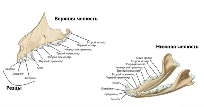 Выпрямляют ли собакам зубы?