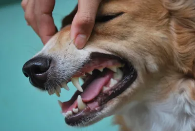 Зубы собаки (26) стоковое изображение. изображение насчитывающей приложения  - 35269611