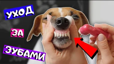 Зубы собаки с полостями стоковое фото. изображение насчитывающей руки -  109503650