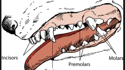 Собачьи зубы. Виды зубов. | DianaFriendDog | Дзен