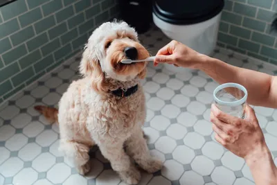 Протезирование зубов собаке в ветклиниках ЗооПорт