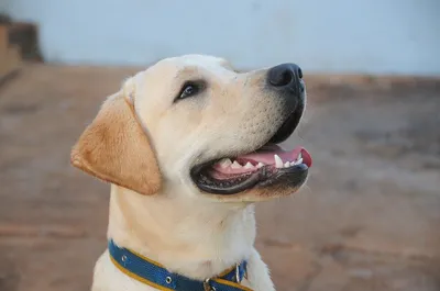 Зубы собаки показа ветеринара покрытые с металлической пластинкой и с  Стоковое Изображение - изображение насчитывающей покрыно, собака: 144738601