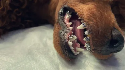Сколько зубов у собак