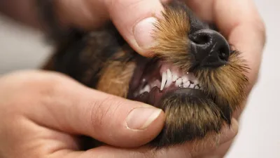 Кариес у собак — цены на лечение зубов в Люберцах