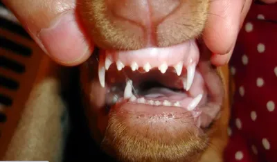 Зубы взрослой собаки (60 фото) - картинки sobakovod.club