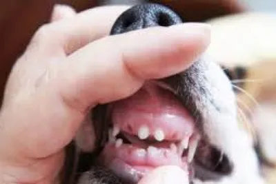 Расположение зубов у собак (43 фото) - картинки sobakovod.club