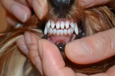 Смена зубов у йорка - когда у йорка выпадают молочные зубы, уход | PetGuru