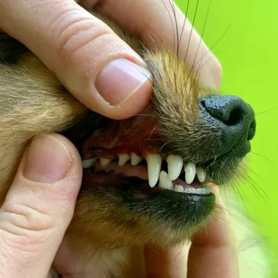 Vetdental ветеринарная клиника - Одной из самых частых патологий  зубочелюстной системы у собак и кошек является ложная полидонтия  (невыпавшие молочные, а если точнее временные зубы). ⠀ Поддержите ❤️⠀ ⠀  Сверхкомплектные зубы становятся