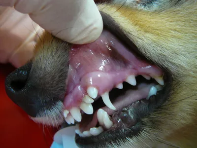 Чистка зубов собаке ультразвуком без наркоза в Москве