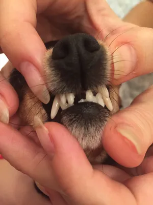 Собакам, особенно мелких пород, тоже надо чистить зубы | Иржины заметки |  Дзен