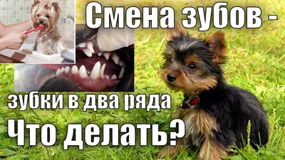 Когда у котят и щенков меняются зубы | Смена молочных зубов у котов и  собак, проблемы и симптомы - Vet-Call24 Киев