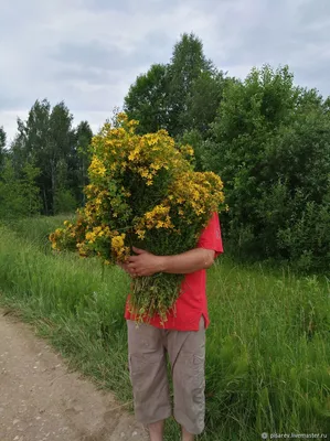 Зверобой продырявленный купить по цене 170,00 руб. руб. в Москве в садовом  центре Южный