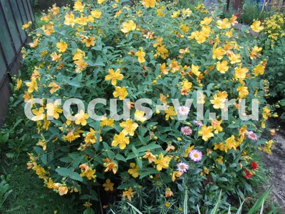 Зверобой большой (Hypericum ascyron) купить в blumgarden.ru