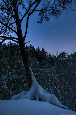 Звездное небо зимой» — создано в Шедевруме