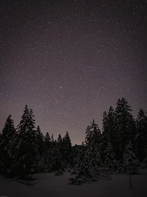 Фотографии Звезды зимние Космос Небо ночью